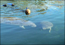 Homosassa Manatee Tour